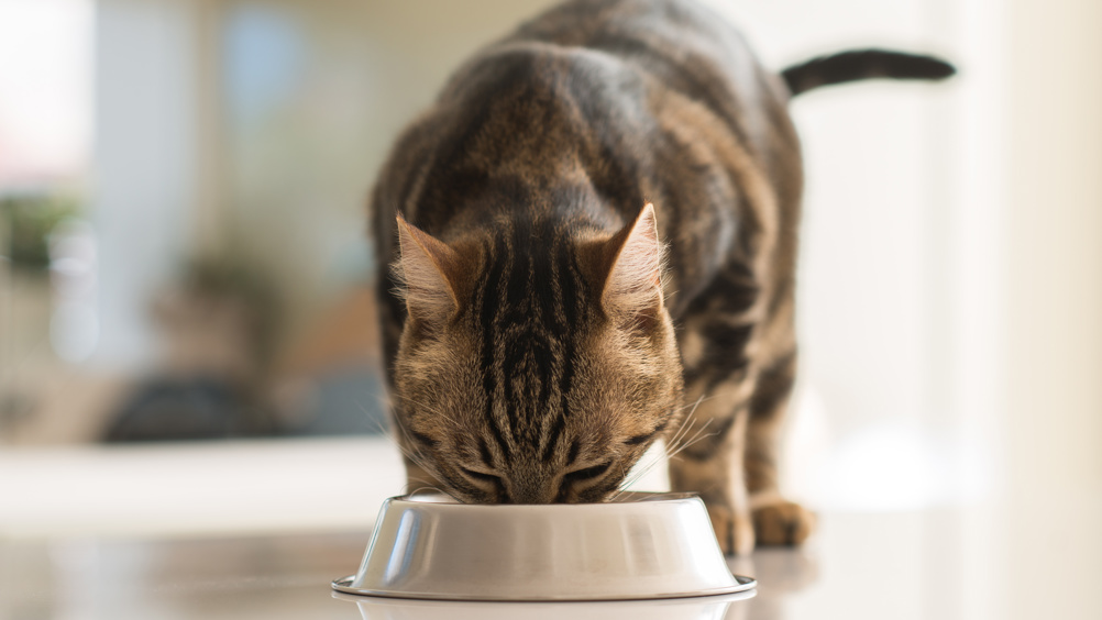 Clinical Nutrition Insights for Managing CKD in Pets